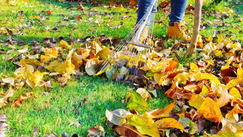 Leaf Raking in Progress