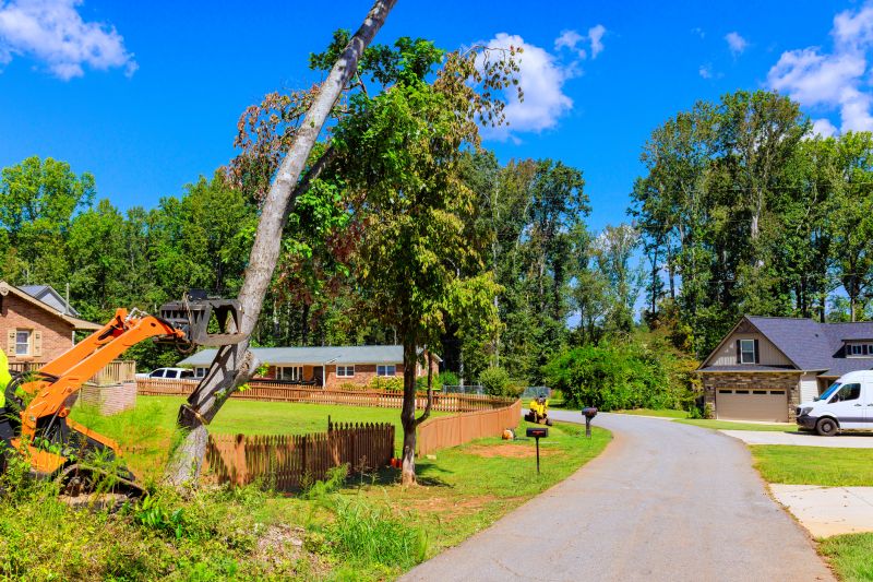 Residential Yard Cleanup