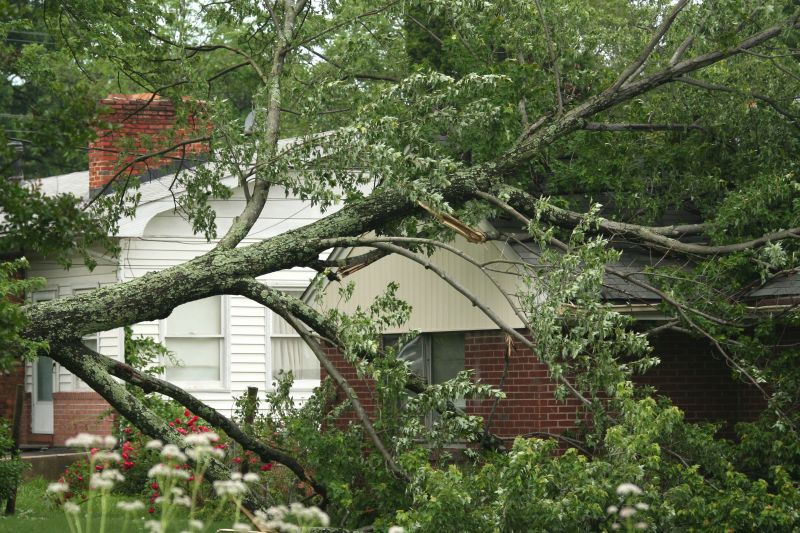 Storm Damage Tree Removal