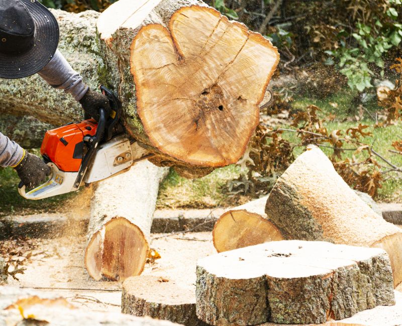Tree Cutting Process