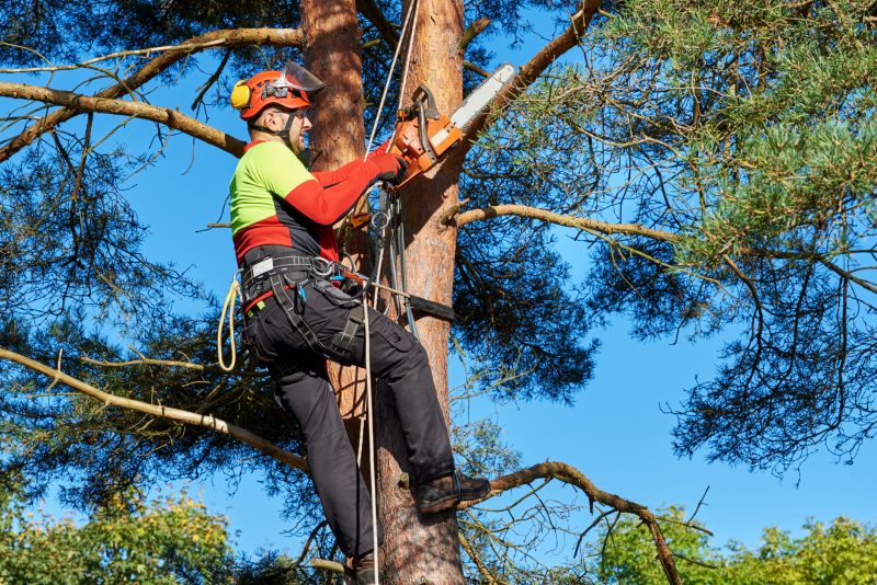 Assessing Tree Risk